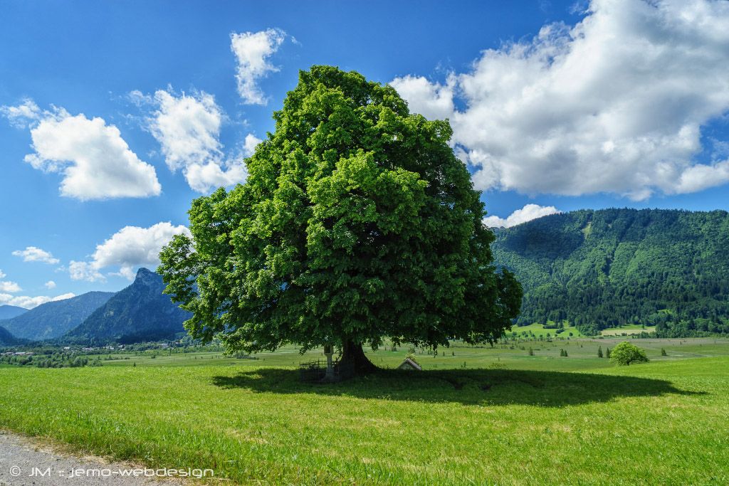 Landschaftsfotografie alte Linde 