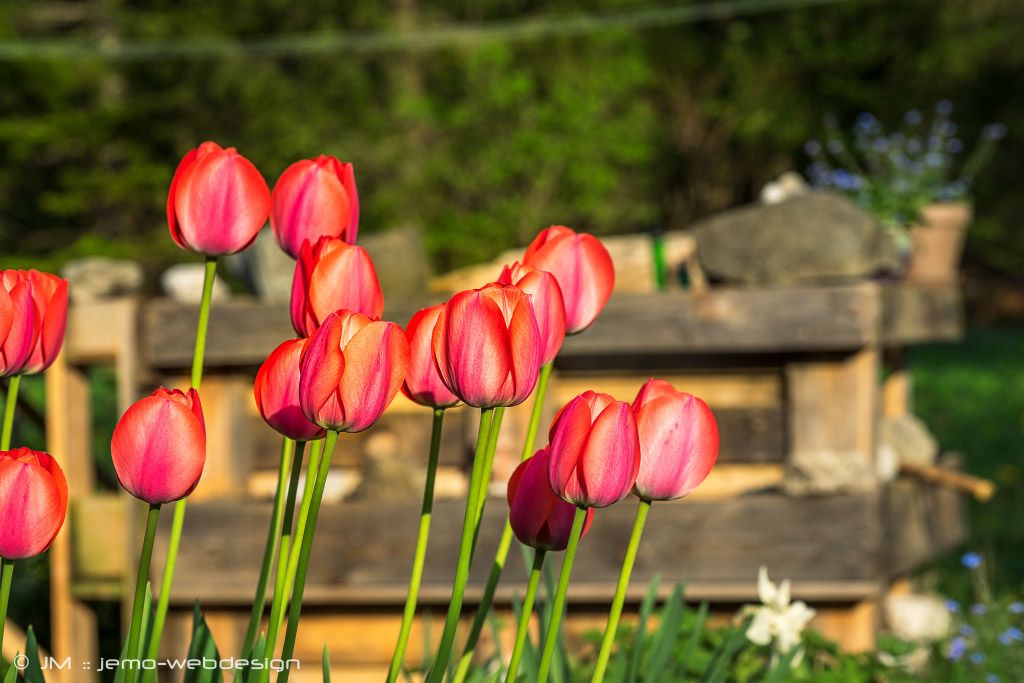Naturfotografie Tulpen im Garten