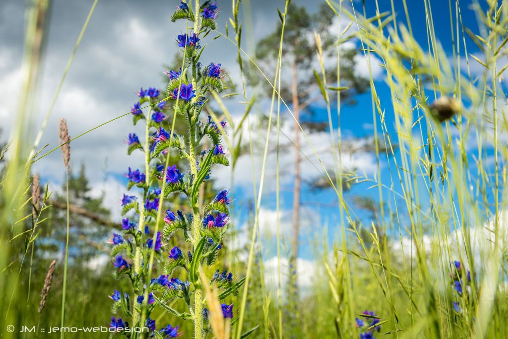 Naturfotografie Blumenwiese