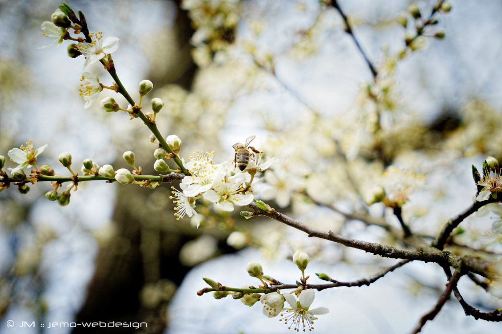 Naturfotografie Frühlingsboten