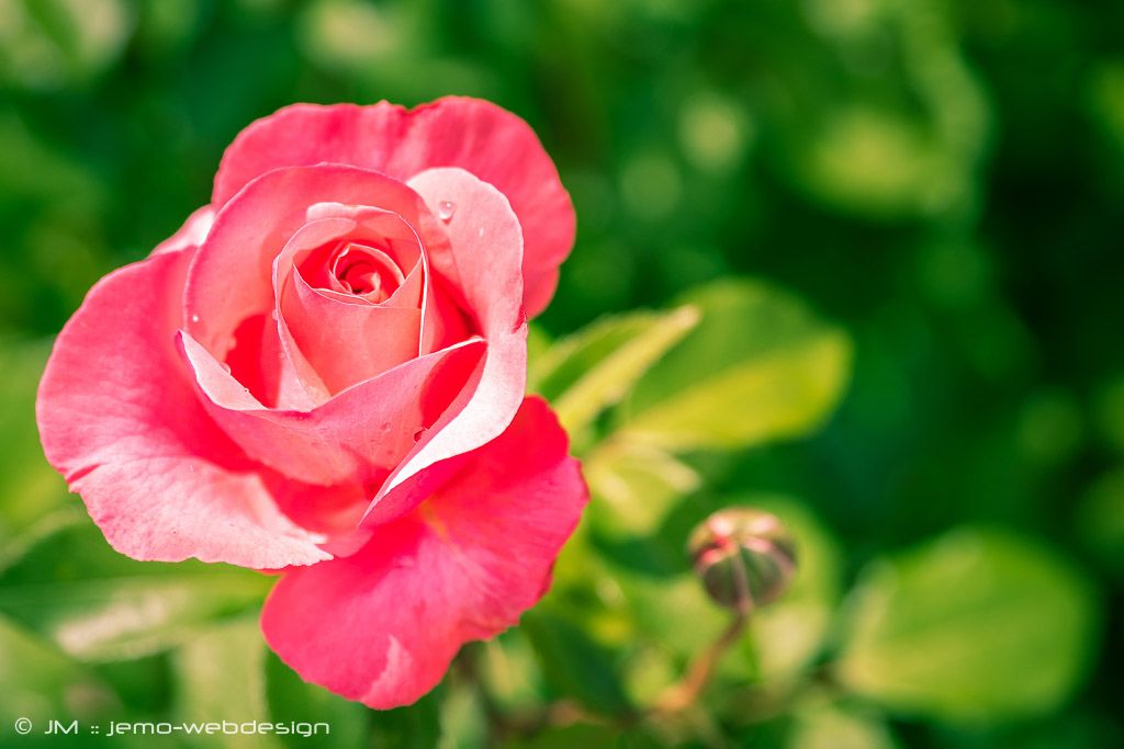 Naturfotografie Rose