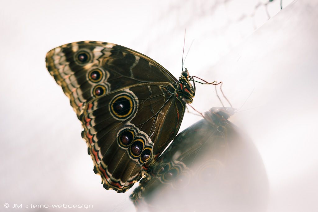 Tierfotografie Schmetterling
